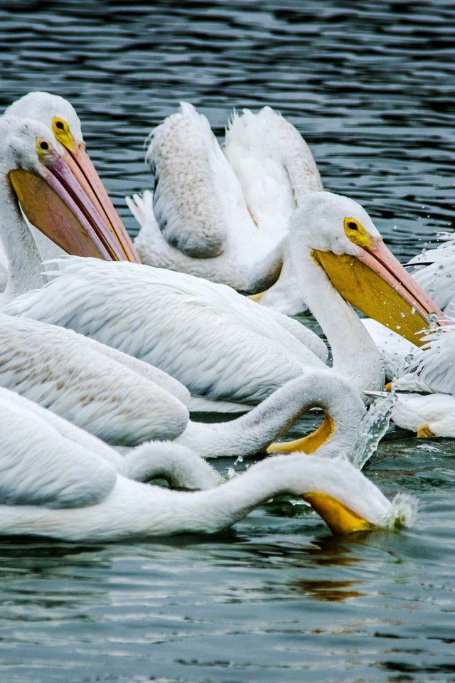 Обои вода, птицы, пеликан, пеликаны, птаха, water, birds, pelican, pelicans, bird разрешение 2950x1900 Загрузить