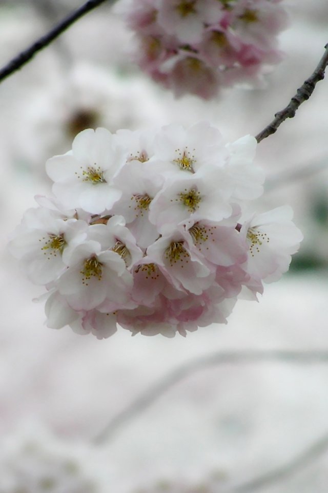 Обои дерево, макро, весна, сакура, ветки цветы, tree, macro, spring, sakura, branches flowers разрешение 1920x1200 Загрузить