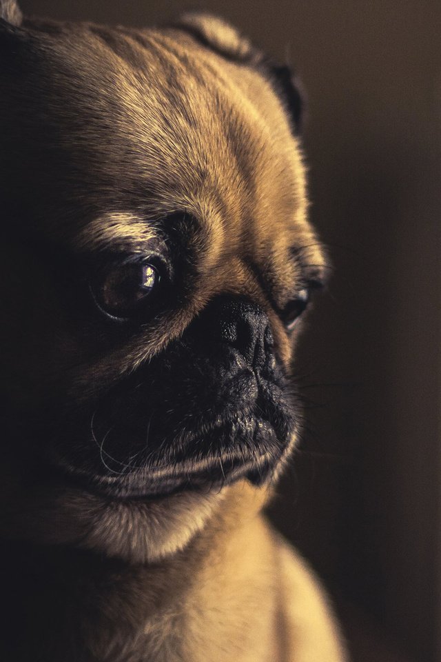 Обои фон, мордочка, взгляд, собака, мопс, background, muzzle, look, dog, pug разрешение 2560x1440 Загрузить