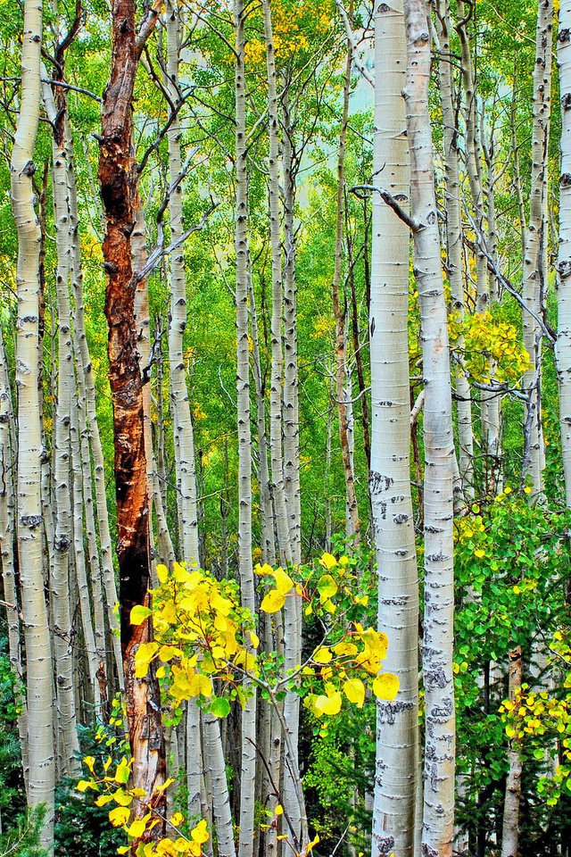 Обои деревья, лес, листья, стволы, осень, роща, осина,     дерево, trees, forest, leaves, trunks, autumn, grove, aspen, tree разрешение 2048x1371 Загрузить