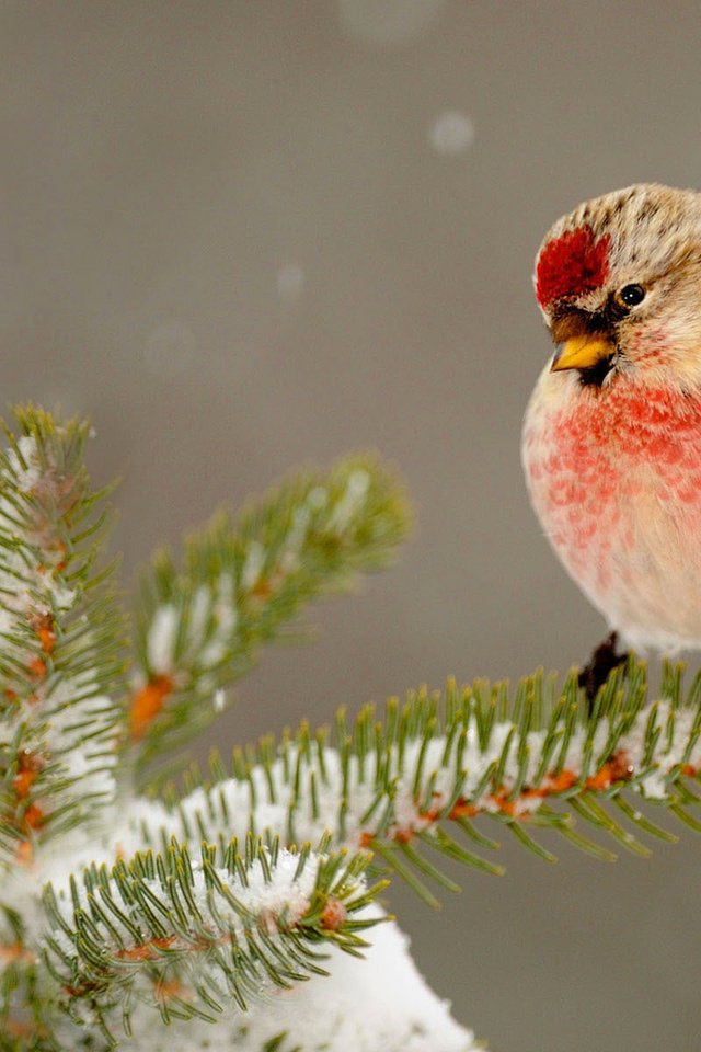 Обои снег, природа, елка, зима, птица, клюв, иголки, snow, nature, tree, winter, bird, beak, needles разрешение 1920x1200 Загрузить