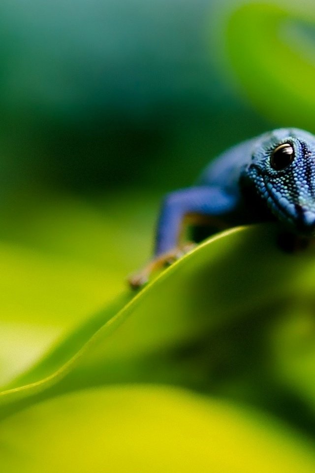 Обои листья, макро, ящерица, синяя, пресмыкающие, leaves, macro, lizard, blue, kowtowing animals: разрешение 1920x1200 Загрузить