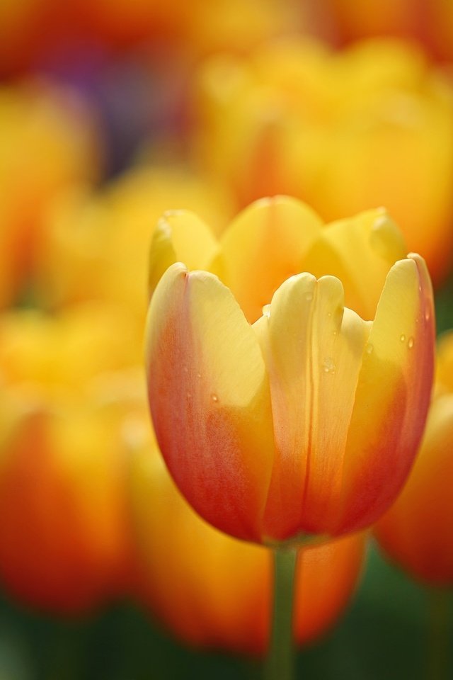 Обои цветы, лепестки, размытость, луг, весна, тюльпаны, flowers, petals, blur, meadow, spring, tulips разрешение 2048x1366 Загрузить