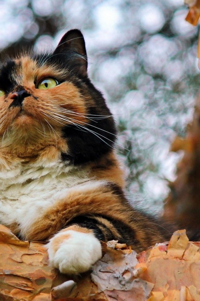 Обои дерево, кот, кошка, взгляд, трехцветный, tree, cat, look, tri-color разрешение 1920x1200 Загрузить