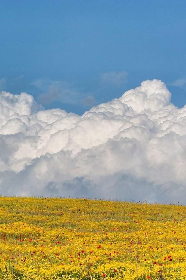 Обои небо, цветы, облака, поле, the sky, flowers, clouds, field разрешение 3000x2000 Загрузить