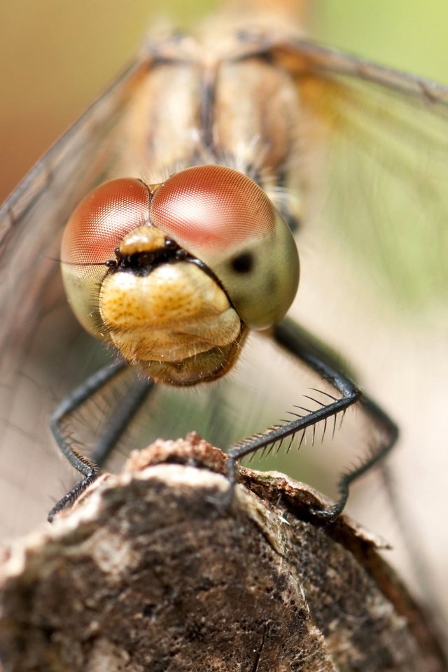 Обои глаза, макро, насекомое, крылья, стрекоза, aliks s., eyes, macro, insect, wings, dragonfly разрешение 3643x2429 Загрузить