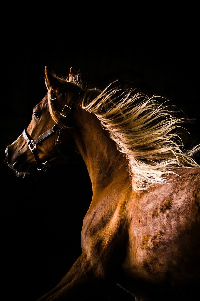 Обои лошадь, профиль, темный фон, конь, грива, бег, horse, profile, the dark background, mane, running разрешение 2048x1420 Загрузить