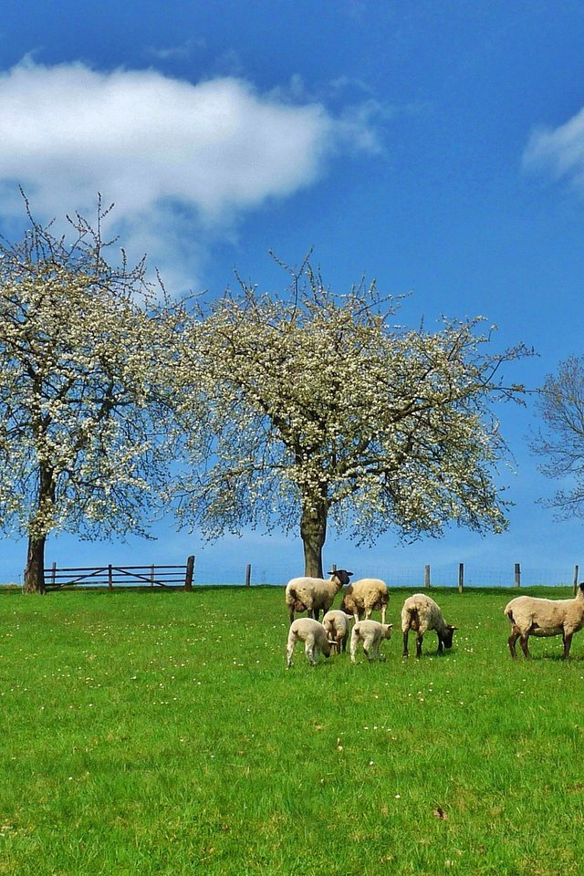 Обои деревья, природа, пейзаж, поле, луг, пастбище, овцы, trees, nature, landscape, field, meadow, pasture, sheep разрешение 3030x1879 Загрузить