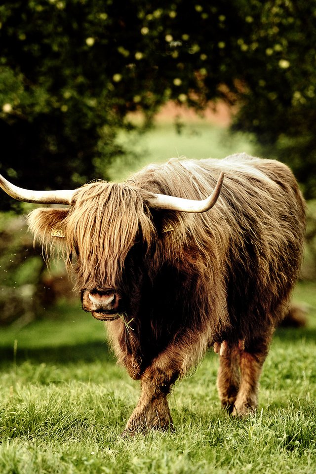 Обои трава, бык, буйвол, grass, bull, buffalo разрешение 2560x1600 Загрузить