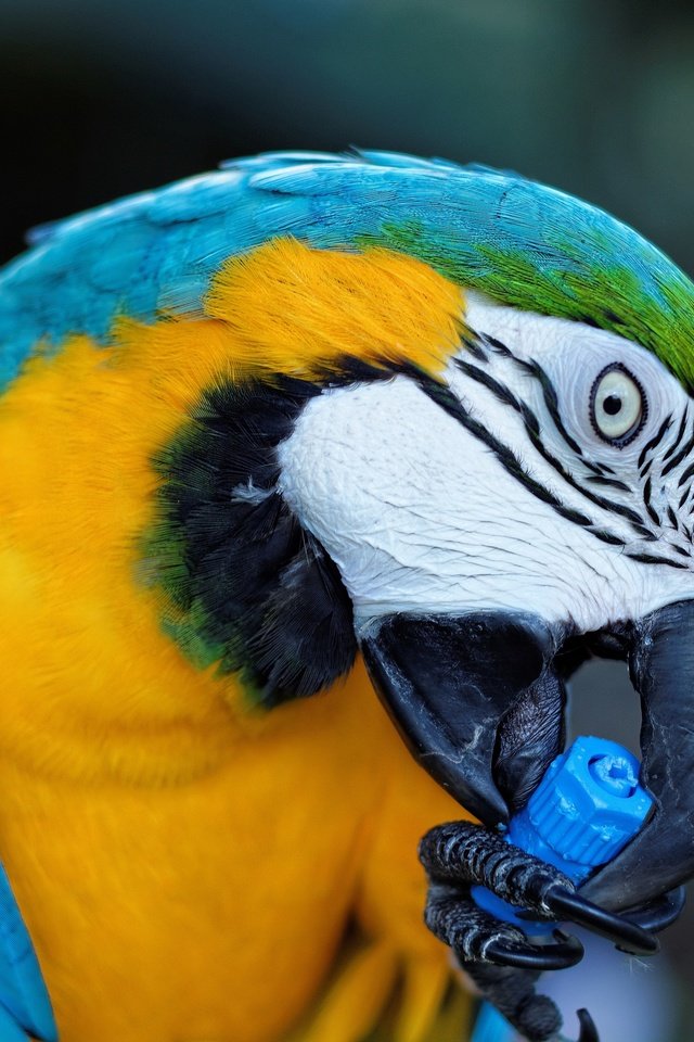 Обои птица, клюв, попугай, ара, сине-желтый, bird, beak, parrot, ara, blue-yellow разрешение 2880x2004 Загрузить