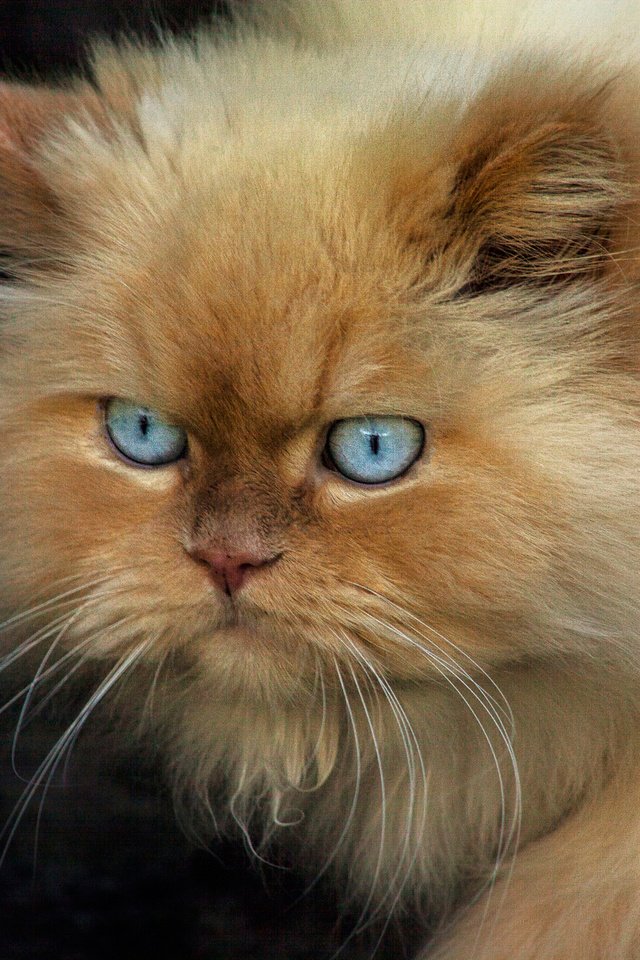 Обои кот, мордочка, кошка, пушистый, черный фон, голубые глаза, персидская, cat, muzzle, fluffy, black background, blue eyes, persian разрешение 2048x1365 Загрузить