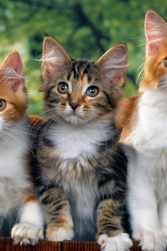 Обои взгляд, кошаки, кошки, look, koshak, cats разрешение 1920x1440 Загрузить