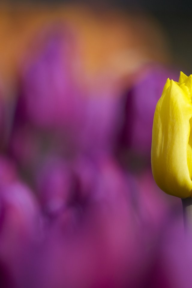 Обои цветы, макро, лепестки, размытость, тюльпаны, тюльпан, стебель, flowers, macro, petals, blur, tulips, tulip, stem разрешение 2048x1365 Загрузить