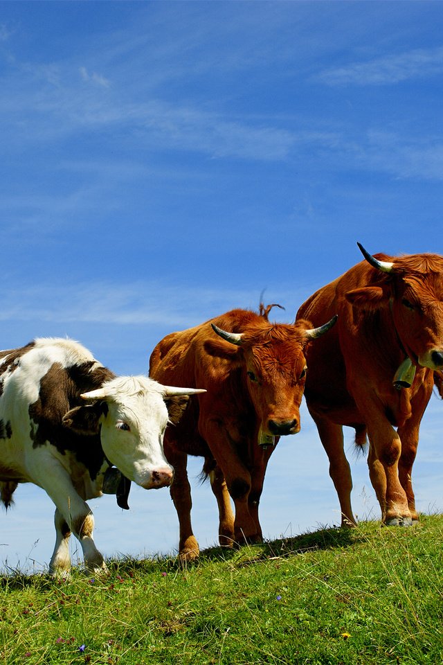 Обои небо, трава, поле, пастбище, рога, коровы, the sky, grass, field, pasture, horns, cows разрешение 1920x1200 Загрузить