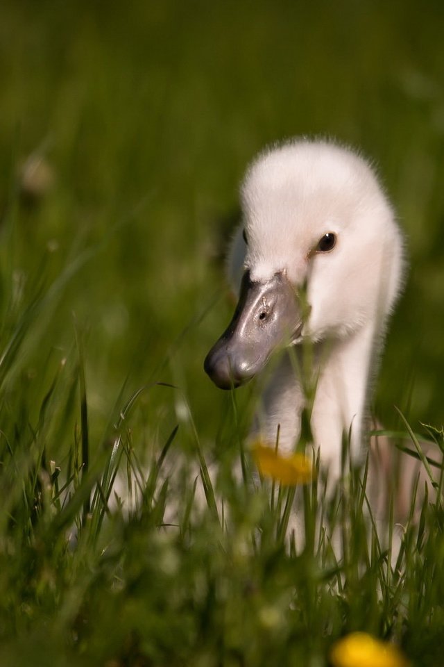 Обои цветы, трава, птица, клюв, перья, лебедь, детеныш, flowers, grass, bird, beak, feathers, swan, cub разрешение 1920x1200 Загрузить