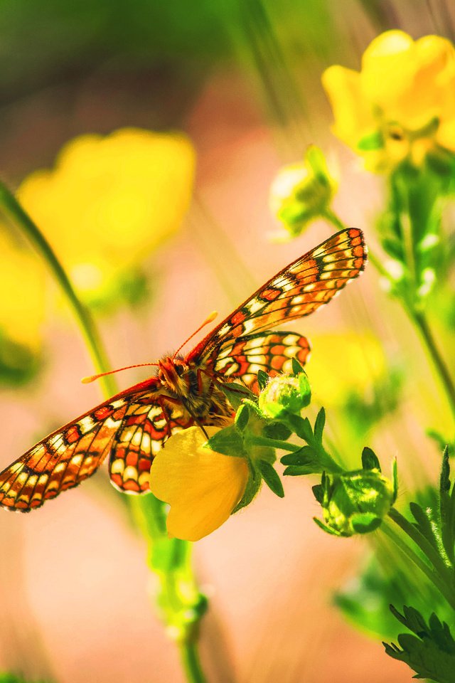 Обои цветы, макро, бабочка, насекомые, боке, flowers, macro, butterfly, insects, bokeh разрешение 2048x1365 Загрузить