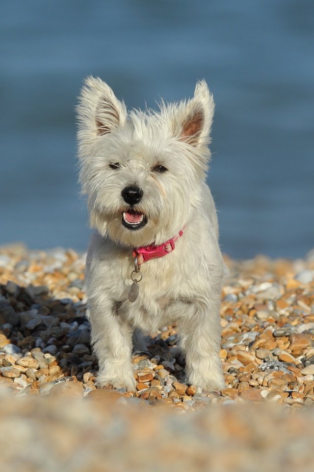 Обои камни, собака, вест-хайленд-уайт-терьер, stones, dog, the west highland white terrier разрешение 3600x2252 Загрузить