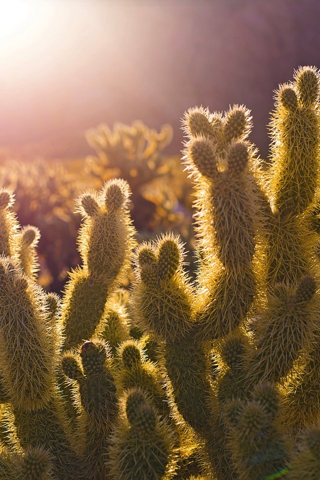 Обои свет, природа, растения, пустыня, кактус, иголки, солнечный, light, nature, plants, desert, cactus, needles, solar разрешение 6016x4016 Загрузить