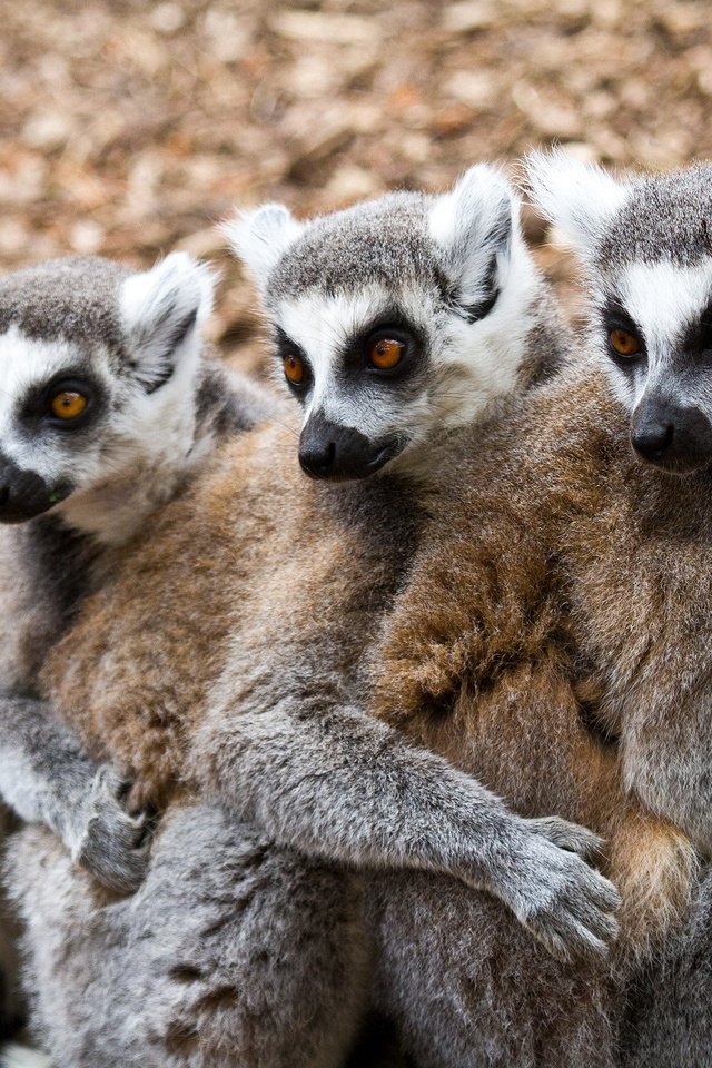 Обои животные, лемуры, animals, lemurs разрешение 2560x1700 Загрузить