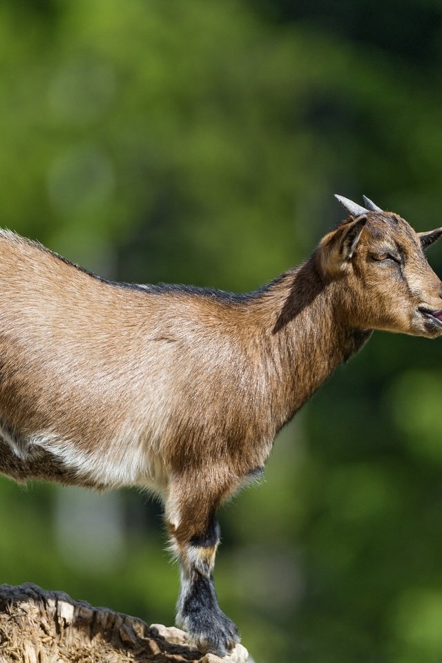 Обои профиль, коза, рога, язык, ©tambako the jaguar, парнокопытные, profile, goat, horns, language, artiodactyls разрешение 2880x1772 Загрузить