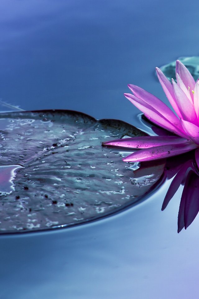 Обои вода, цветок, пруд, водяная лилия, water, flower, pond, water lily разрешение 2048x1105 Загрузить