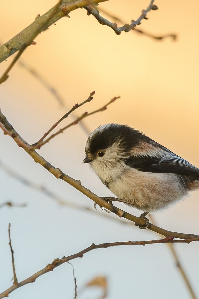 Обои ветка, природа, птица, синица, branch, nature, bird, tit разрешение 3672x2039 Загрузить