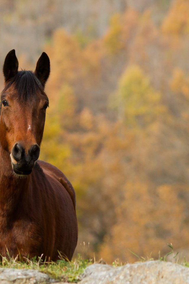 Обои лошадь, природа, осень, конь, horse, nature, autumn разрешение 3000x2000 Загрузить