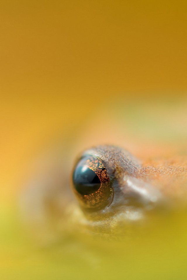 Обои природа, макро, лягушка, nature, macro, frog разрешение 1920x1200 Загрузить