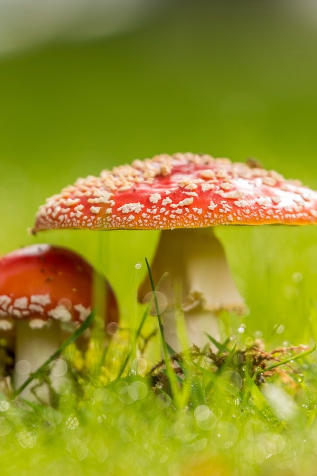 Обои природа, фон, грибы, nature, background, mushrooms разрешение 4793x2662 Загрузить