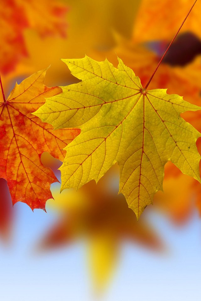 Обои листья, осень, коллаж, кленовые листья, leaves, autumn, collage, maple leaves разрешение 1920x1080 Загрузить