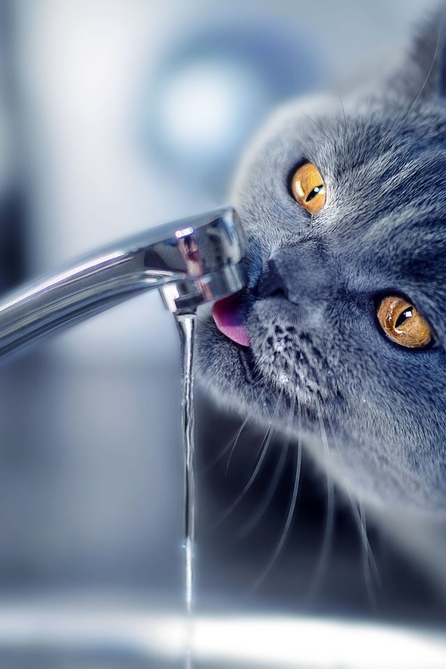 Обои вода, кот, кошка, кран, water, cat, crane разрешение 2048x1367 Загрузить
