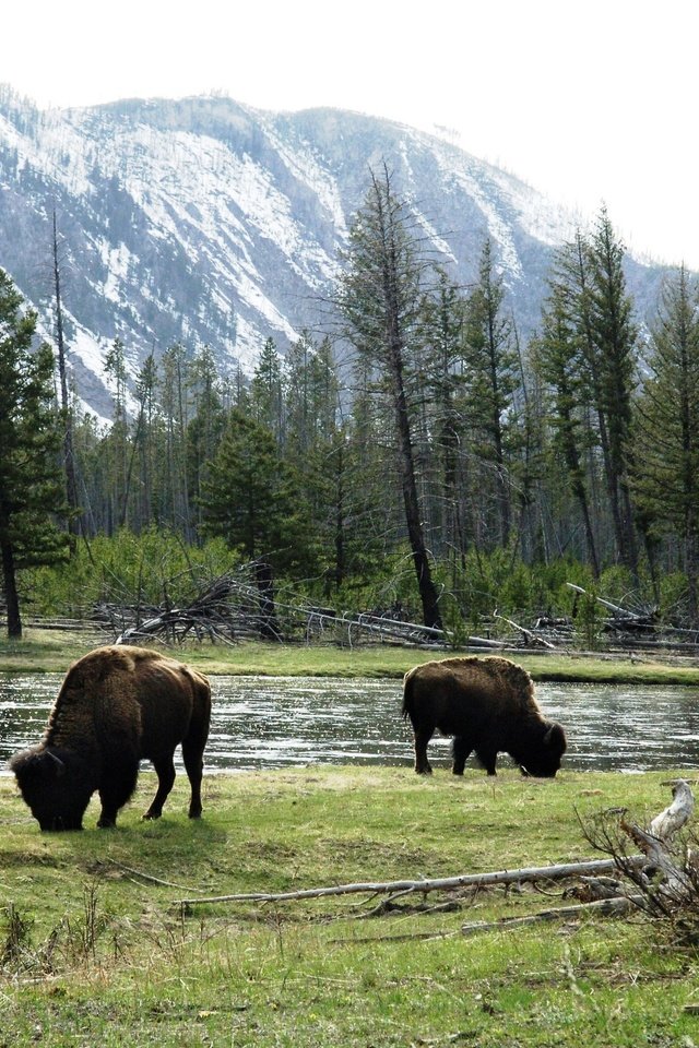 Обои горы, луга, быки, американский бизон, дикие животные, mountains, meadows, bulls, american bison, wild animals разрешение 2880x1847 Загрузить