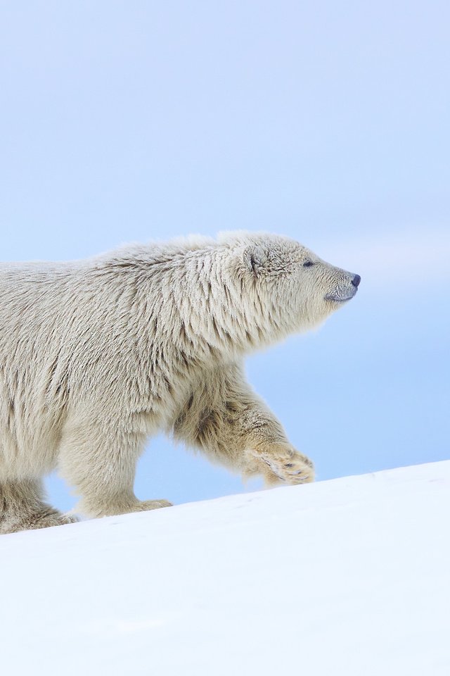 Обои снег, полярный медведь, медведь, белый медведь, аляска, snow, polar bear, bear, alaska разрешение 2048x1245 Загрузить