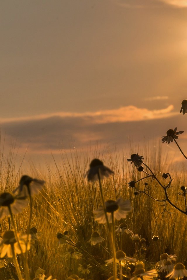 Обои закат, поле, ромашки, sunset, field, chamomile разрешение 5184x3218 Загрузить