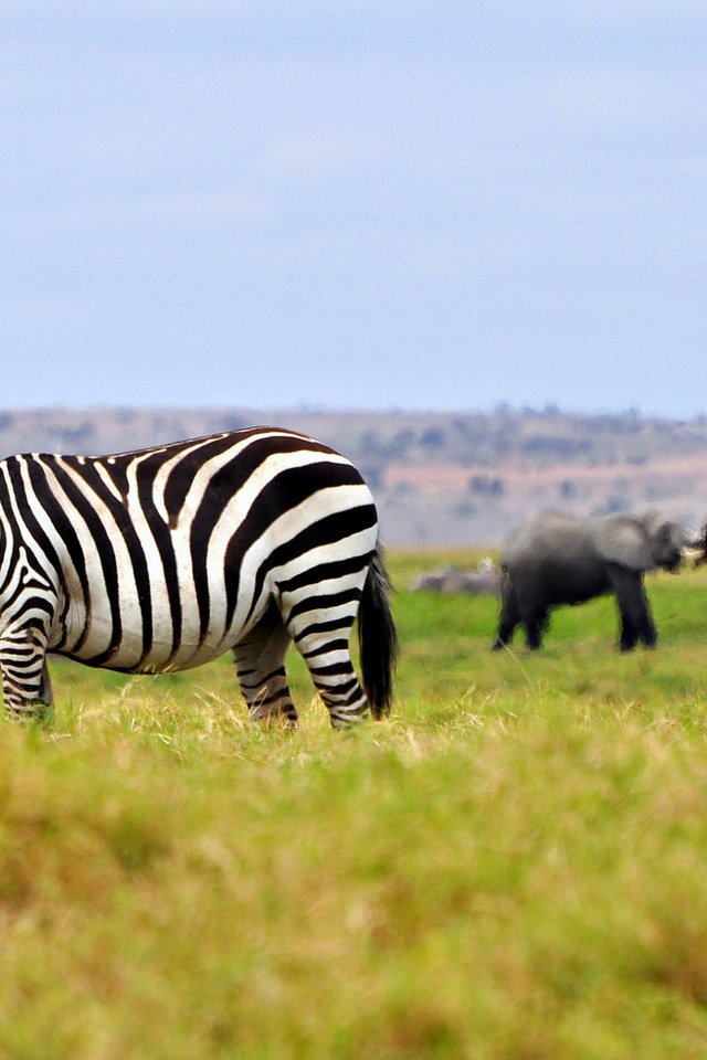 Обои трава, зебра, животные, слоны, саванна, штат джорджия, grass, zebra, animals, elephants, savannah, georgia разрешение 2048x1153 Загрузить