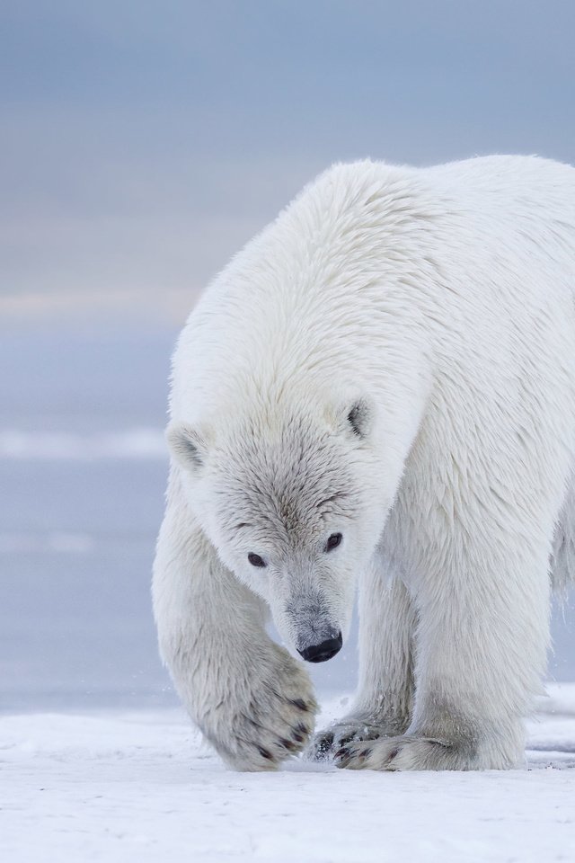 Обои полярный медведь, медведь, белый медведь, аляска, polar bear, bear, alaska разрешение 2048x1461 Загрузить