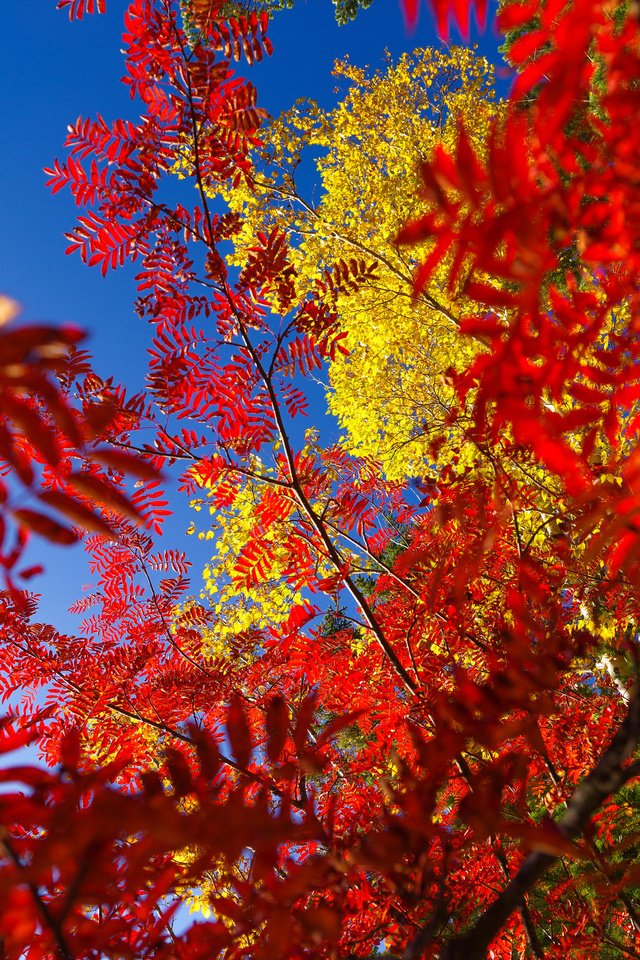 Обои небо, дерево, листья, осень, багрянец, the sky, tree, leaves, autumn, the crimson разрешение 2048x1536 Загрузить