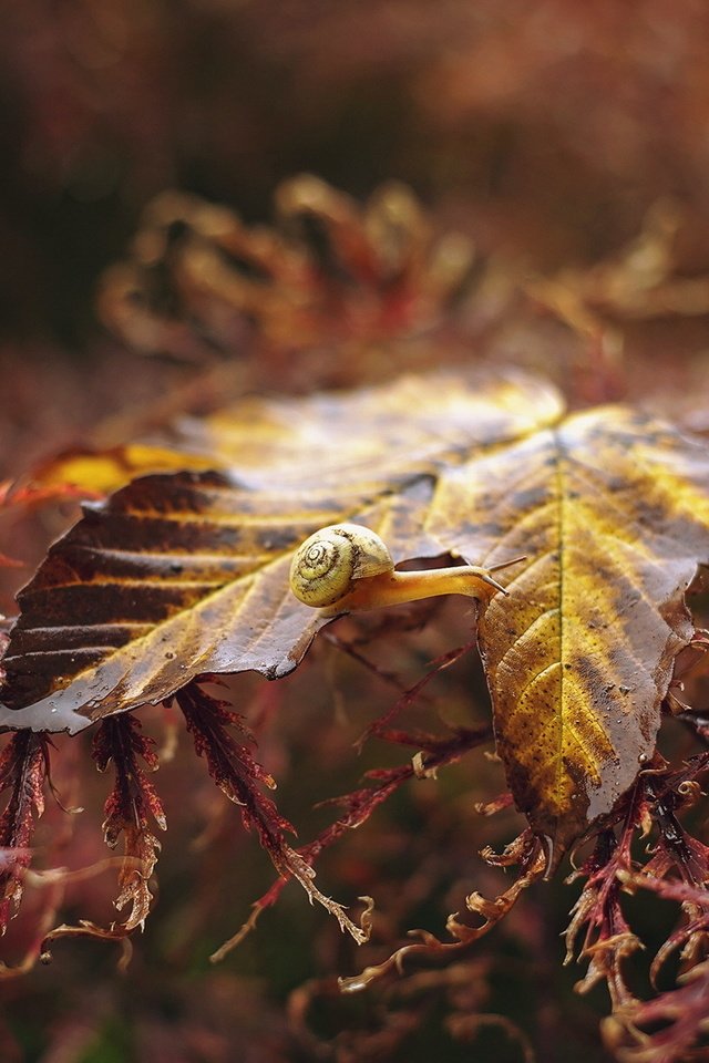 Обои природа, растения, макро, фон, осень, лист, улитка, nature, plants, macro, background, autumn, sheet, snail разрешение 1999x1230 Загрузить