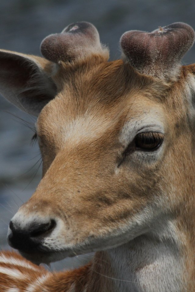 Обои природа, олень, голова, nature, deer, head разрешение 5184x3456 Загрузить