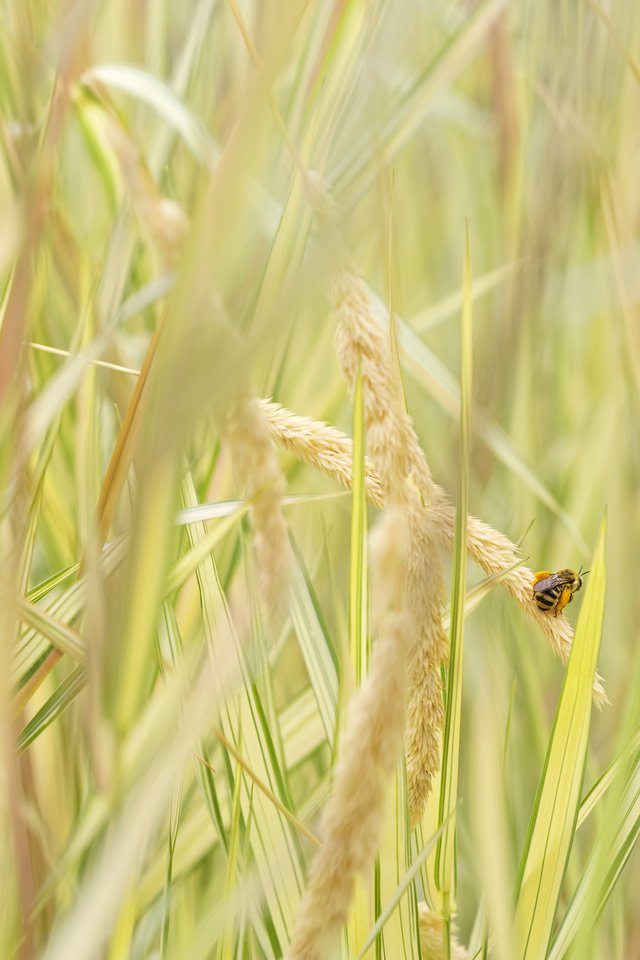 Обои трава, насекомое, колоски, пчела, grass, insect, spikelets, bee разрешение 2048x1365 Загрузить