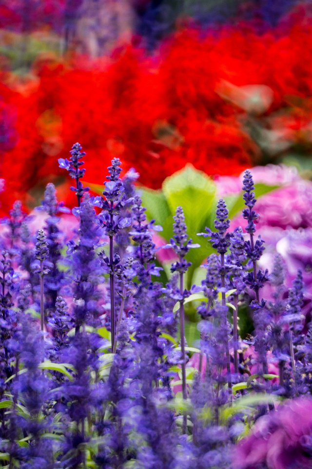 Обои цветы, лаванда, клумба, гортензия, braemar hill, hong kong island, hk, flowers, lavender, flowerbed, hydrangea разрешение 2048x1365 Загрузить