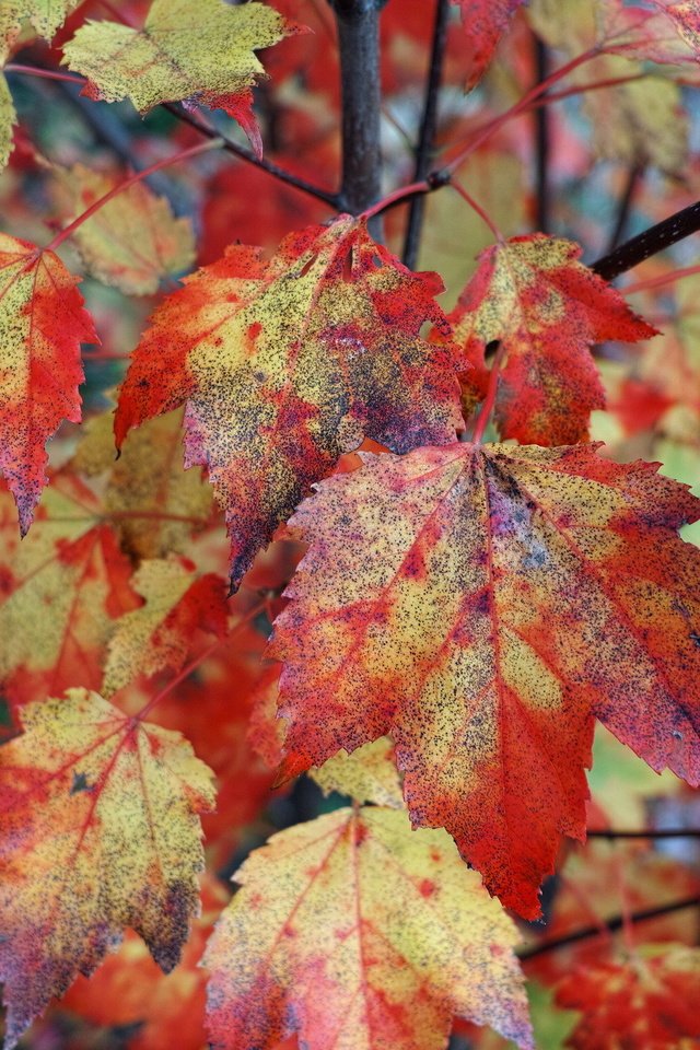 Обои природа, листья, листва, осень, nature, leaves, foliage, autumn разрешение 2048x1365 Загрузить