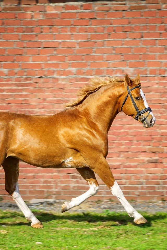 Обои лошадь, трава, стена, кирпич, конь, бег, horse, grass, wall, brick, running разрешение 2880x1920 Загрузить