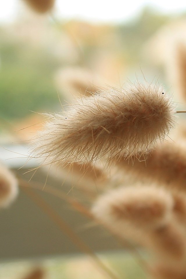 Обои трава, колоски, пушистые, окно, крупным планом, grass, spikelets, fluffy, window, closeup разрешение 2264x1509 Загрузить