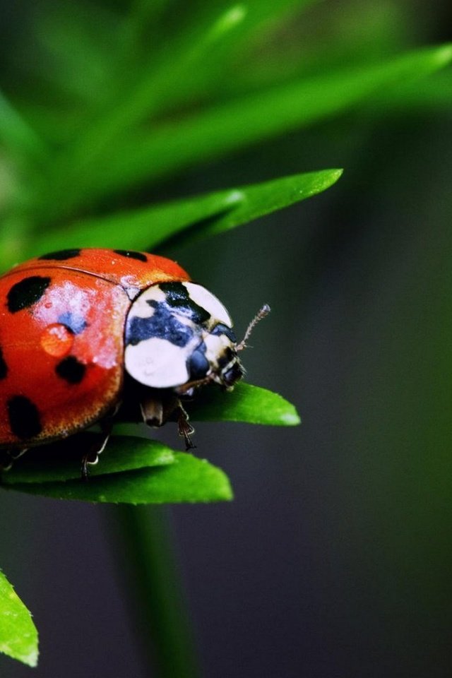 Обои трава, листья, насекомое, пятна, божья коровка, окрас, grass, leaves, insect, spot, ladybug, color разрешение 1920x1280 Загрузить