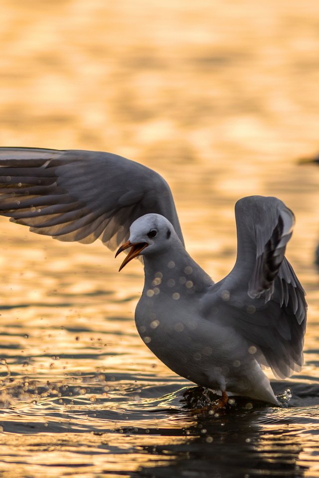 Обои вода, angry bird, природа, крылья, чайка, птицы, клюв, перья, чайки, water, nature, wings, seagull, birds, beak, feathers, seagulls разрешение 2560x1600 Загрузить