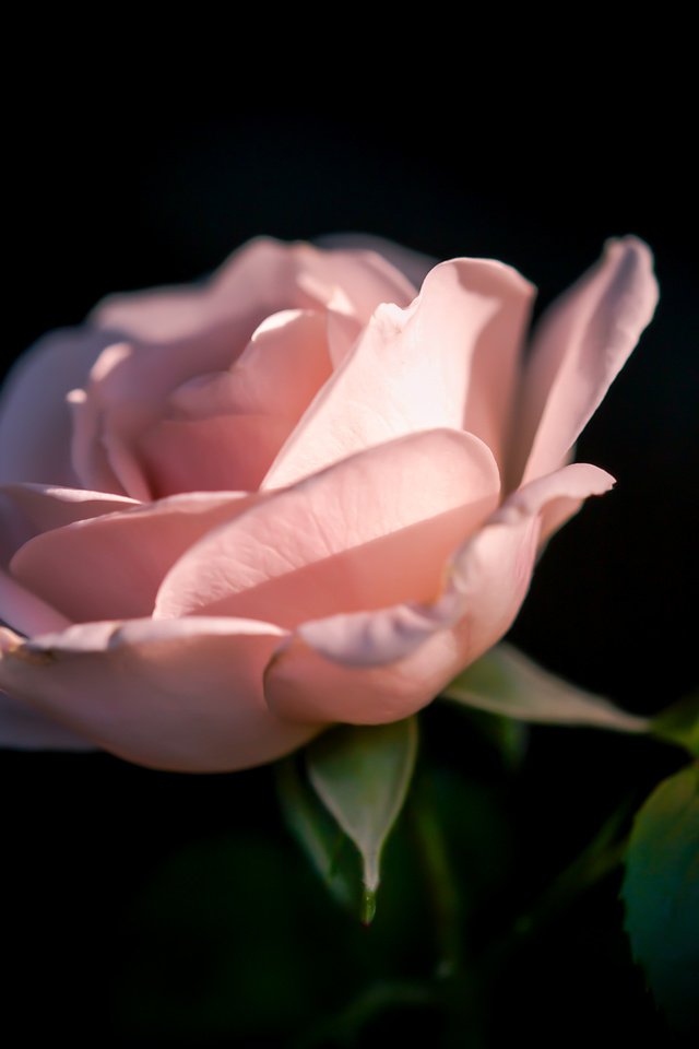 Обои фон, цветок, роза, лепестки, черный фон, background, flower, rose, petals, black background разрешение 2400x1809 Загрузить