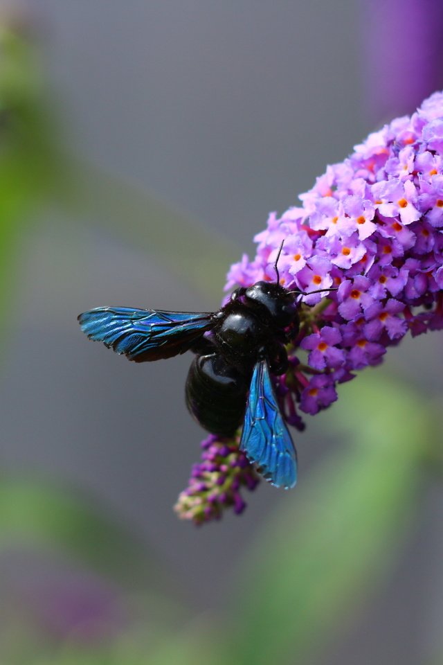 Обои цветы, черная, муха, flowers, black, fly разрешение 1920x1280 Загрузить