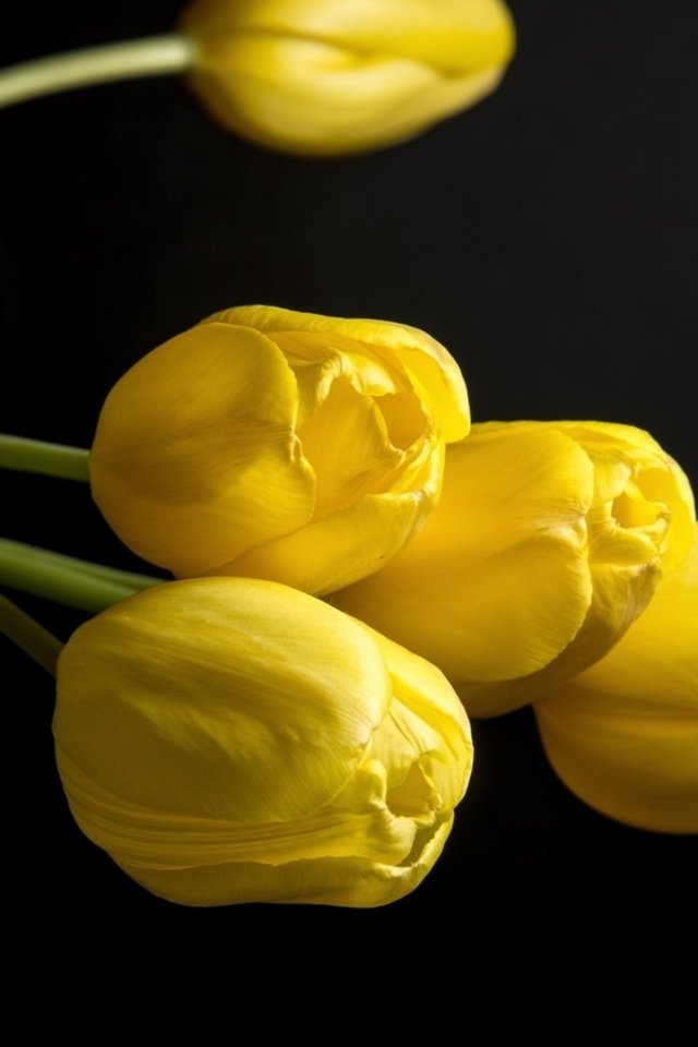 Обои цветы, черный фон, тюльпаны, жёлтая, желтые, цветком, ницца, flowers, black background, tulips, yellow, flower, nice разрешение 2560x1600 Загрузить