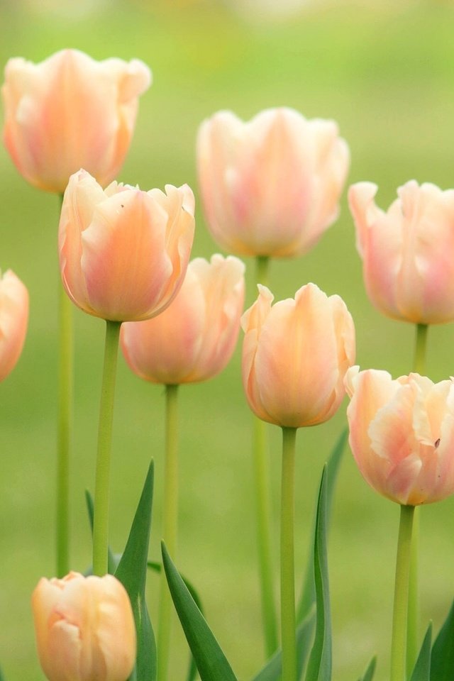 Обои бутоны, тюльпаны, нежность, buds, tulips, tenderness разрешение 2048x1365 Загрузить